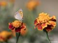 Lycaena phlaeas (Beneklibakırgüzeli)